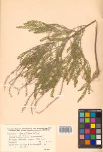 Lepidium densiflorum Schrad., Siberia, Russian Far East (S6) (Russia)