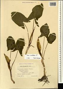 Arum italicum subsp. albispathum (Steven ex Ledeb.) Prime, Caucasus, Black Sea Shore (from Novorossiysk to Adler) (K3) (Russia)