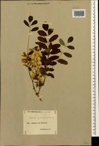 Robinia pseudoacacia L., Caucasus, Armenia (K5) (Armenia)