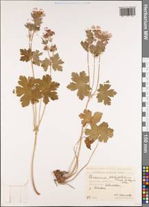 Geranium platypetalum Fisch. & C.A. Mey., Caucasus, Georgia (K4) (Georgia)