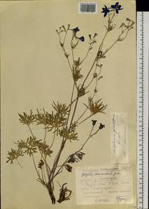 Delphinium grandiflorum L., Siberia, Yakutia (S5) (Russia)