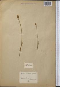 Eriophorum, Middle Asia, Middle Asia (no precise locality) (M0) (Not classified)