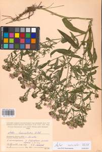 Symphyotrichum ×versicolor (Willd.) G. L. Nesom, Eastern Europe, Moscow region (E4a) (Russia)