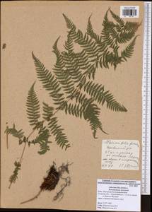 Athyrium filix-femina, Eastern Europe, Central region (E4) (Russia)