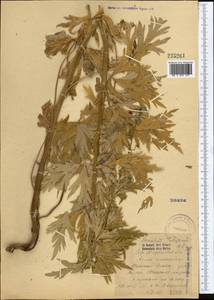 Aconitum talassicum Popov, Middle Asia, Western Tian Shan & Karatau (M3) (Kazakhstan)