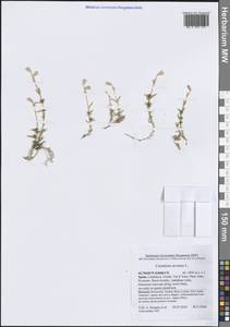 Cerastium arvense L., Western Europe (EUR) (Spain)