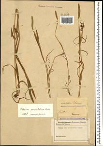 Phleum paniculatum Huds., Caucasus (no precise locality) (K0)