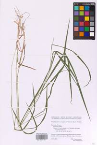 Brachypodium peregrinum Stanisl. & Tzvelev, Eastern Europe, Western region (E3) (Russia)