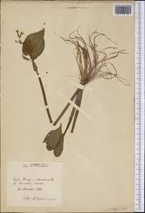 Pontederiaceae, America (AMER) (Cuba)