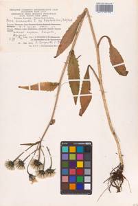 Picris hieracioides L., Siberia, Chukotka & Kamchatka (S7) (Russia)