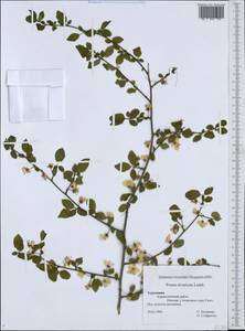 Prunus cerasifera Ehrh., Middle Asia, Kopet Dag, Badkhyz, Small & Great Balkhan (M1) (Turkmenistan)