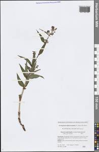 Koenigia tripterocarpa (A. Gray) T. M. Schust. & Reveal, Siberia, Chukotka & Kamchatka (S7) (Russia)