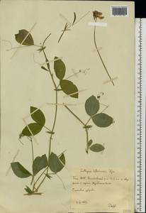 Lathyrus rotundifolius Willd., Eastern Europe, Eastern region (E10) (Russia)