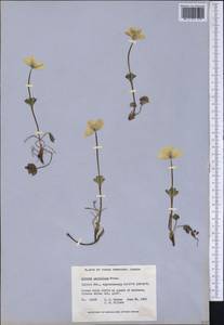 Anemone parviflora Michx., America (AMER) (Canada)