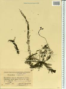 Utricularia ×australis R. Br., Eastern Europe, Volga-Kama region (E7) (Russia)