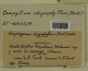 Campylium chrysophyllum (Brid.) Lange, Bryophytes, Bryophytes - Moscow City & Moscow Oblast (B6a) (Russia)