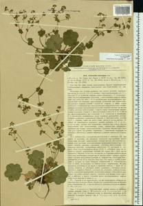 Alchemilla substrigosa Juz. ex Majewski, Eastern Europe, Volga-Kama region (E7) (Russia)