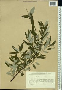 Elaeagnus angustifolia, Eastern Europe, Rostov Oblast (E12a) (Russia)