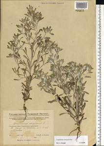 Gnaphalium rossicum Kirp., Eastern Europe, Eastern region (E10) (Russia)