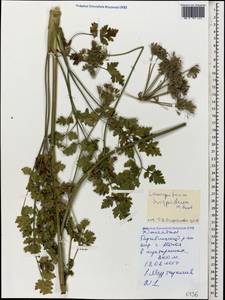 Silphiodaucus hispidus (M. Bieb.) Spalik, Wojew., Banasiak, Piwczyñski & Reduron, Caucasus, Dagestan (K2) (Russia)