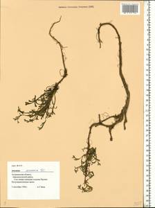 Artemisia arenaria DC., Eastern Europe, Lower Volga region (E9) (Russia)