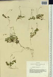 Linnaea borealis L., Siberia, Altai & Sayany Mountains (S2) (Russia)