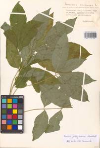 Fraxinus pennsylvanica Marshall, Eastern Europe, Volga-Kama region (E7) (Russia)