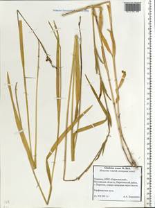 Gladiolus tenuis M.Bieb., Eastern Europe, North Ukrainian region (E11) (Ukraine)