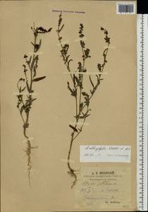 Atriplex oblongifolia Waldst. & Kit., Eastern Europe, Middle Volga region (E8) (Russia)