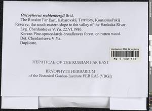 Brideliella wahlenbergii (Brid.) Fedosov, M. Stech & Ignatov, Bryophytes, Bryophytes - Russian Far East (excl. Chukotka & Kamchatka) (B20) (Russia)