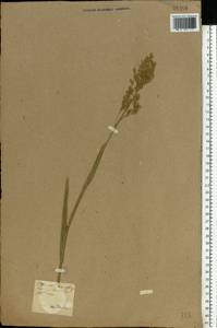 Glyceria maxima (Hartm.) Holmb., Eastern Europe, North Ukrainian region (E11) (Ukraine)