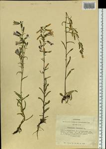 Campanula sibirica L., Siberia, Altai & Sayany Mountains (S2) (Russia)