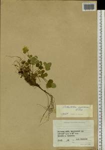 Potentilla asperrima Turcz., Siberia, Yakutia (S5) (Russia)