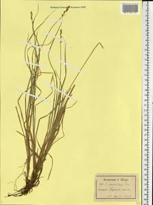Carex canescens subsp. canescens, Eastern Europe, Northern region (E1) (Russia)