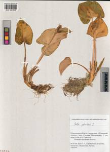 Calla palustris L., Siberia, Altai & Sayany Mountains (S2) (Russia)