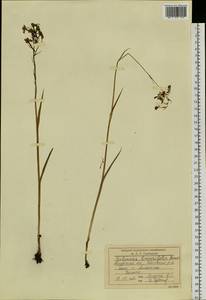 Habenaria linearifolia Maxim., Siberia, Russian Far East (S6) (Russia)