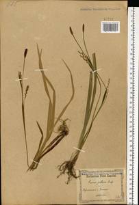 Carex pilosa Scop., Eastern Europe, South Ukrainian region (E12) (Ukraine)