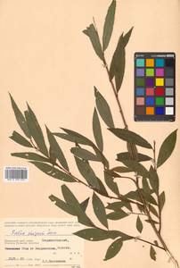 Salix udensis (Wimm.) Trautv. & C.A.Mey., Siberia, Russian Far East (S6) (Russia)