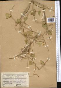 Cynanchum acutum L., Middle Asia, Kopet Dag, Badkhyz, Small & Great Balkhan (M1) (Turkmenistan)