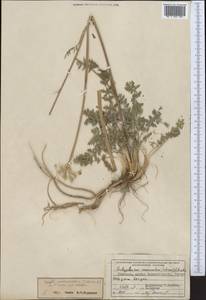 Seseli mucronatum (Schrenk) Pimenov & Sdobnina, Middle Asia, Northern & Central Tian Shan (M4) (Kyrgyzstan)