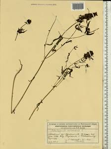 Melampyrum nemorosum L., Eastern Europe, Volga-Kama region (E7) (Russia)