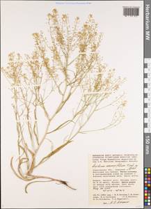 Lepidium coronopifolium Fisch. ex DC., Eastern Europe, Lower Volga region (E9) (Russia)