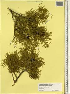 Tetraclinis articulata (Vahl) Mast., Africa (AFR) (Morocco)