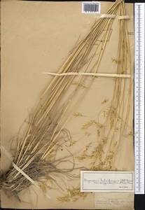 Piptatherum songaricum (Trin. & Rupr.) Roshev., Middle Asia, Dzungarian Alatau & Tarbagatai (M5) (Kazakhstan)