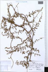 Asparagus, Africa (AFR) (Ethiopia)