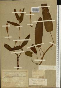 Persicaria amphibia (L.) Gray, Eastern Europe, North-Western region (E2) (Russia)