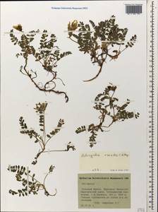 Astragalus oreades C. A. Meyer, Caucasus, Stavropol Krai, Karachay-Cherkessia & Kabardino-Balkaria (K1b) (Russia)