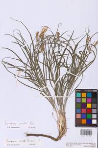 Takhtajaniantha pusilla (Pall.) Nazarova, Eastern Europe, Lower Volga region (E9) (Russia)