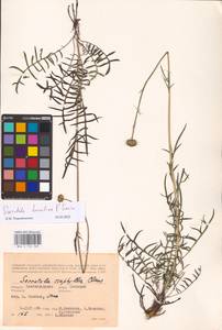 Klasea radiata subsp. tanaitica (P. A. Smirn.) L. Martins, Eastern Europe, Lower Volga region (E9) (Russia)