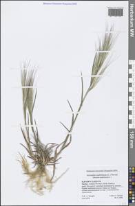 Bromus madritensis L., South Asia, South Asia (Asia outside ex-Soviet states and Mongolia) (ASIA) (Turkey)